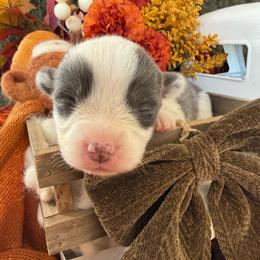 Ember - Blue female Pembroke Welsh Corgi puppy in Paxton, Illinois from McGovern Family Corgis