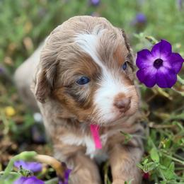 Sage (pink collar) - Brown merle female Aussiedoodle puppy in Mouth Of Wilson, Virginia from HoneyBunn Doodle Co.