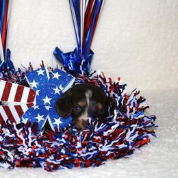 Sam- AKC Limited - Chocolate and tan male Dachshund puppy in Corbin, Kentucky from White River Valley Kennel