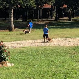 Toy Australian Shepherd Puppies from Double M Toy and Mini Aussies