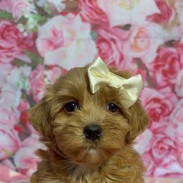 Balsam - Red female Havanese puppy in Clermont, Florida from Country Sweet Havanese and Creative Coaching