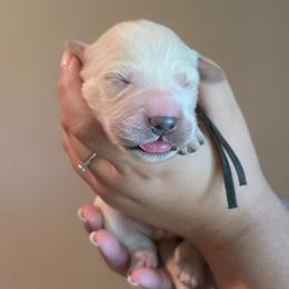 Black - Golden male Golden Retriever puppy in Lucasville, Ohio from Halo Kennels