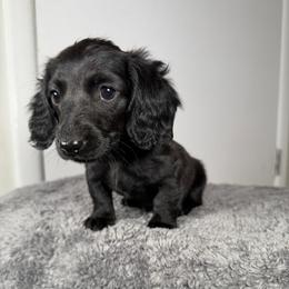 Pepper - Black female Dachshund puppy in Arab, Alabama from Cantrell’s Dachshund Den