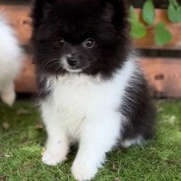 Skill - Black parti male Pomeranian puppy in San Antonio, Texas from San Antonio Pomeranian