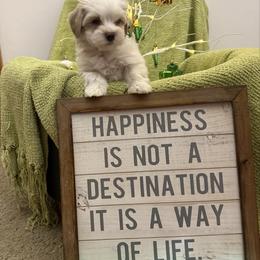 Boy 2 - White male Havanese puppy in Ann Arbor, Michigan from La Brisa Havanese