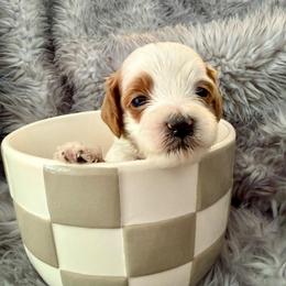 Fawn - Parti female Goldendoodle puppy in Boise, Idaho from Goldendoodle Baby