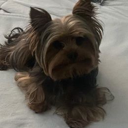 Yorkshire Terriers from Rhonda's Yorkshire Terriers