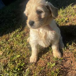 Lolly - Apricot female Goldendoodle puppy in Baldwin, Georgia from Simmons F1b Goldendoodles