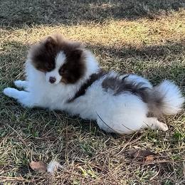 Hansel - Lavender male Pomeranian puppy in Lyons, Georgia from Its a Poms Life Kennel