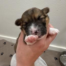 Orange - Red female Pembroke Welsh Corgi puppy in Eltopia, Washington from PNW Pup Co.