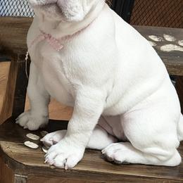 Willow - White female French Bulldog puppy in East Greenwich, Rhode Island from DaSilvas Estrella AKC