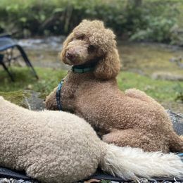 Poodles from Happy Hill Poodle