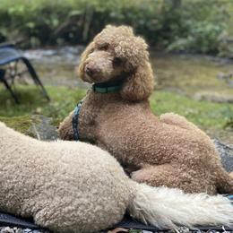 Poodles from Happy Hill Poodle