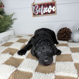 Callie - Black female Goldendoodle puppy in Litchfield, Connecticut from Gracie Doodles CT