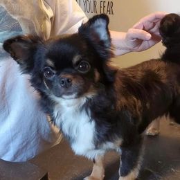 Echo - Chihuahua