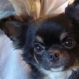 Echo - Chihuahua
