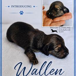 Wallen - Cream male Dachshund puppy in Ohio from Brooke's Darling Dachshunds