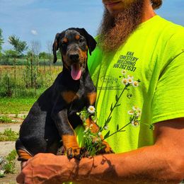 Farah - Black and rust female Doberman Pinscher puppy in China Township, Michigan from Snell's Superior Kennel Dobermann & GSP