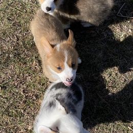 American Corgis, Cardigan Welsh Corgis, and Pembroke Welsh Corgis from CorgiAdora