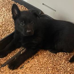 Blue collar - Black male German Shepherd puppy in Pahrump, Nevada from Wachhund Kennels