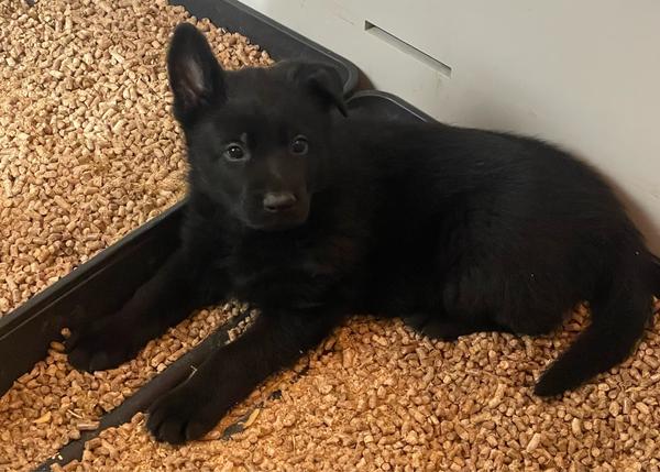 Blue Collar, black German Shepherd puppy