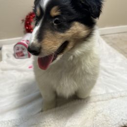 Comet - Black white and tan Collie puppy in Waterville, Iowa from Lisa’s Lassies