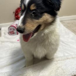 Comet - Black white and tan Collie puppy in Waterville, Iowa from Lisa’s Lassies