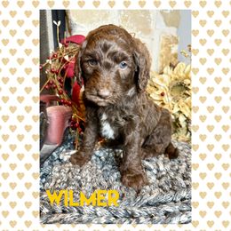 Goldendoodle Puppies from Fire Wife Doodles