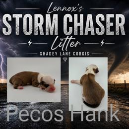 Pecos Hank - Sable and white male Cardigan Welsh Corgi puppy in Bland, Missouri from Shadey Lane Corgis