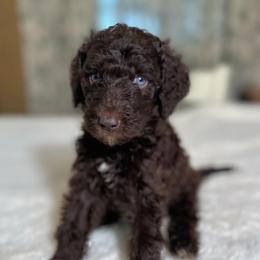 Bacon - Chocolate male Goldendoodle puppy in Osage City, Kansas from Golden Ridge Goldens