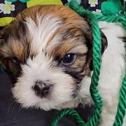 Harry - Black gold and white Cavatzu puppy in Sandy, Utah from Pulley Puppies