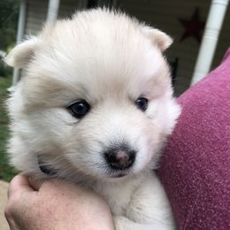 Pomsky and Siberian Husky Puppies from Cold Mountain Kennel