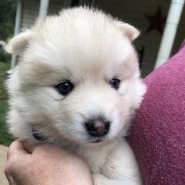Pomsky and Siberian Husky Puppies from Cold Mountain Kennel