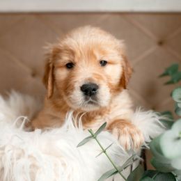 German Shepherd, Goldendoodle, and Golden Retriever Puppies from Silver Pines Pups