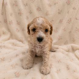 Mollie - Apricot female Goldendoodle puppy in Sacramento, California from Little legacy doodles