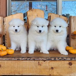 Samoyed puppies from Happy Valley Sammies