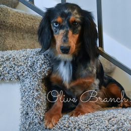 Bandit - Dachshund