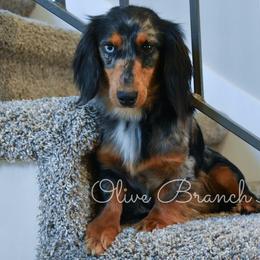 Bandit - Dachshund
