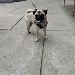 Presley - Pug