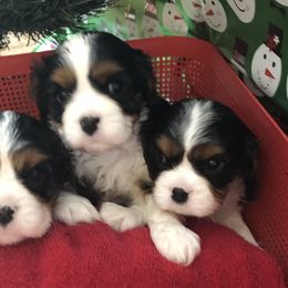 Cavalier King Charles Spaniel All Grown Up from Cutie Pie Cavaliers