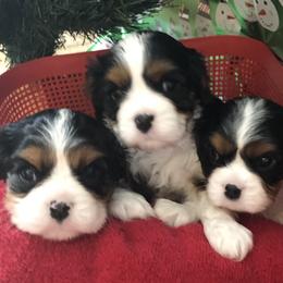 Cavalier King Charles Spaniel All Grown Up from Cutie Pie Cavaliers