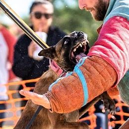 Belgian Malinois and German Shepherds from Fromage Working Dogs