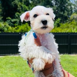 Girl-4 - Teal - White female Miniature Schnauzer puppy in Lehigh Acres, Florida from Regency Schnauzer