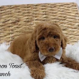 Cinnamon Toast Crunch - Red  male Goldendoodle puppy in Casa Grande, Arizona from AzDoodle Dandies