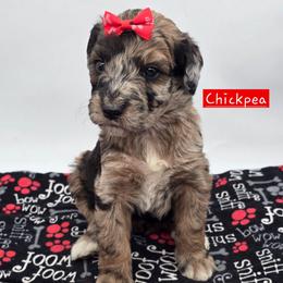 Chickpea - Sable female Bernedoodle puppy in Neillsville, Wisconsin from Granton Creek