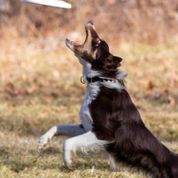 Border Collies and Karakachans from CK9