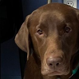 Georgia - Labrador Retriever