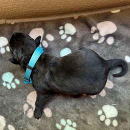 Date Palm Tree - Black female Cane Corso puppy in Elk Grove, California from DiamondBabyCorso