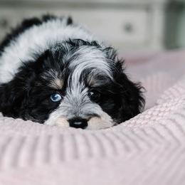Bernedoodle and Schnoodle Puppies from Grand Lake Poodles & Doodles