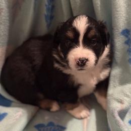 Obsidian - Black tri male Miniature American Shepherd puppy in Plant City, Florida from Osborne & Stormborn FL Kennels